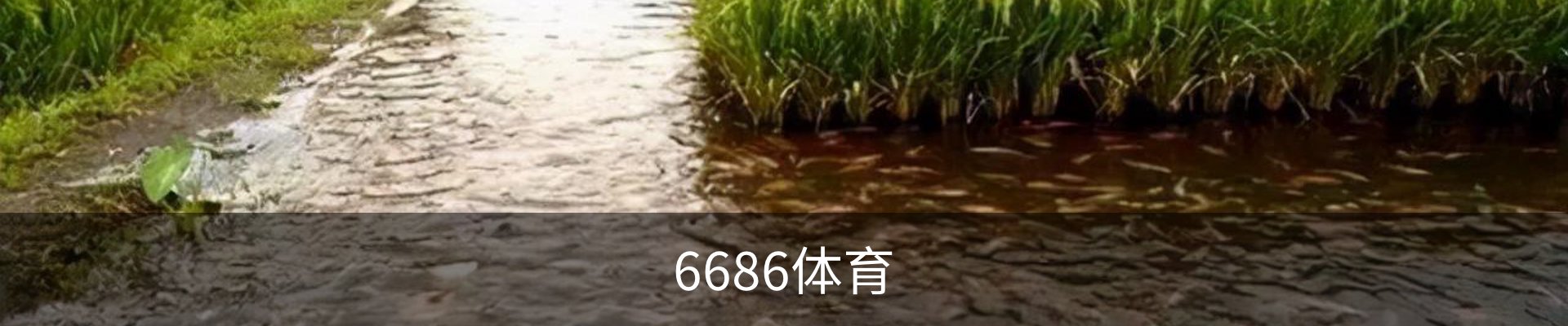 6686体育